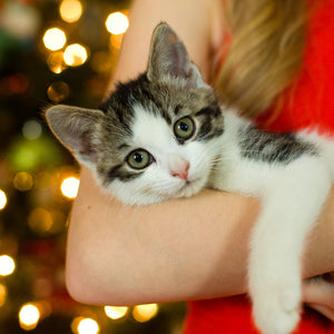 Keep Pets Safe During the Holidays